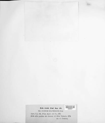 Hydnellum suaveolens image